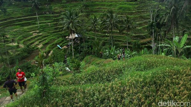 Serunya Bermain Ayunan di Tegalalang Bali Wahana ayunan (Swing) di Subak Tegalalang, Bali, menjadi salah satu favorit wisatawan mancanegara. Begini keseruannya.