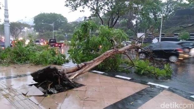 Pohon tumbang di Kota Semarang. 