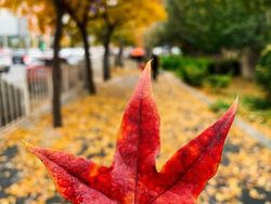 Deretan Hasil Jepretan iPhone XR