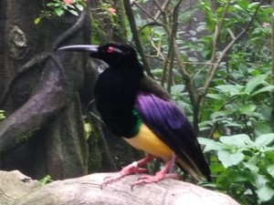 Melihat Indahnya Tarian Burung Cenderawasih di Taman Safari Bogor