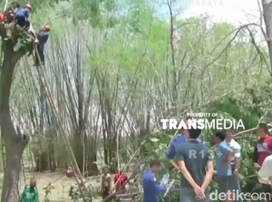 Video Penyelamatan Dramatis Pria yang Tersangkut di Pohon