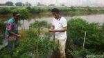 Bertani di Jakarta, Lahan Tidur Disulap Jadi Kebun Cabai