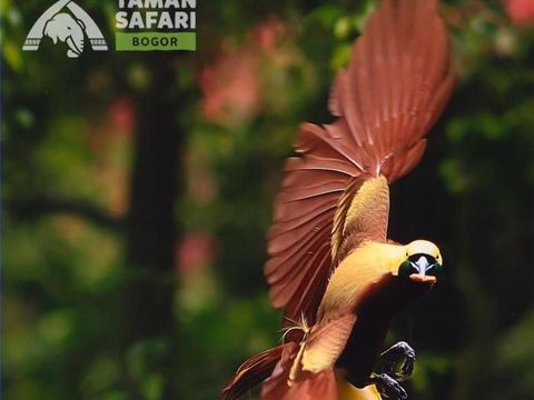 Unduh 47 Gambar Fauna Burung Cendrawasih  Gratis