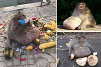 Karena Terlalu Banyak Makan Junkfood, Monyet Ini Jalani Diet Ketat