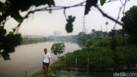 Dari kejauhan, bantaran Kanal Banjir Barat tampak hijau royo-royo oleh tanaman cabai.