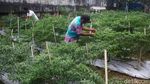 Bertani di Jakarta, Lahan Tidur Disulap Jadi Kebun Cabai