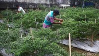 Warga mulai mengolah lahan tersebut sejak 2015.