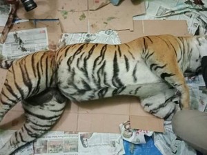 Hutan Sumatra Kian Menipis, Populasi Harimau Tinggal 400 Ekor