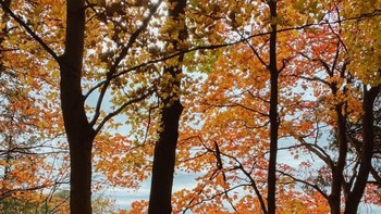 Karya Tyler Stalman. Foto: Apple
