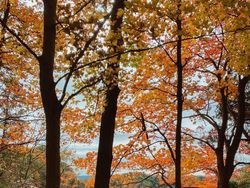 Deretan Hasil Jepretan iPhone XR