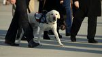 Ini Sully, Hachiko di Dunia Nyata Milik Mendiang Bush Senior