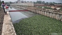 Petugas UPK Badan Air menanam eceng gondok di dalam kolom berukuran sepanjang 50 meter.