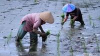 Meski Kecamatan Ciparay merupakan lumbung padi di Kabupaten Bandung, keberadaan sawah di wilayah ini mulai terancam oleh pembangunan. Oleh karena itu, keberadaan petani lokal yang masih ada perlu terus diberi ruang demi keberlangsungan mereka dan masa depan kita semua dalam mengelola pangan.