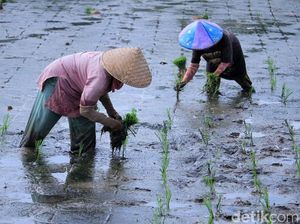 Upaya Mencegah Penyusutan Lahan Sawah di Indramayu