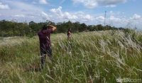 Lagi Viral Padang Ilalang Instagenic Di Semarang Tahu Nggak