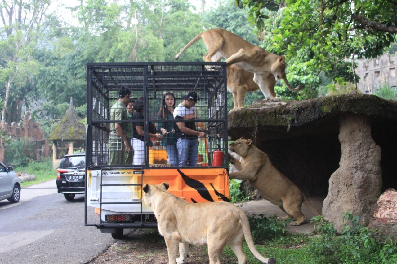 Boleh Nggak Sih Ngasih Makan Satwa di Taman Safari Bogor?
