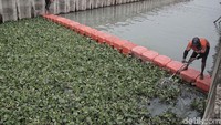 Petugas UPK Badan Air menanam eceng gondok di kali penghubung wilayah Sunter, tepatnya di Kali Inlet 3 sebagai ujicoba.