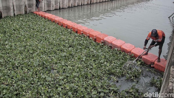 Eceng Gondok Ini Berguna untuk Atasi Sungai Kotor di Jakut