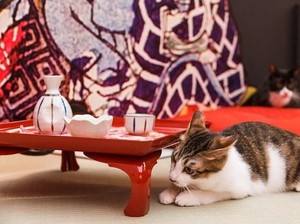 Kafe Ini Obati Rindu pada Hewan Kesayangan yang Telah Tiada