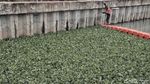 Eceng Gondok Ini Berguna untuk Atasi Sungai Kotor di Jakut