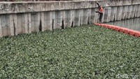 Area yang ditanami eceng gondok dibatasi dengan pelampung berwarna oranye. Nantinya akan terlihat berhasil atau tidak tanaman itu menghilangakan bau dan warna keruh disepanjang sungai itu.
