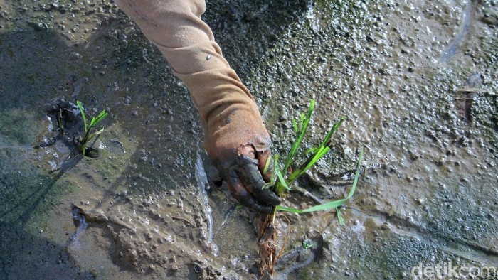 Puluhan petani turun ke sawah untuk melakukan penanaman padi di lahan seluas dua hektare yang berada di Kampung Bojong, Kecamatan Ciparay, Kabupaten Bandung, Jawa Barat, Selasa (4/12/2018).