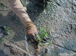 Pasokan Beras Dunia Terancam! Thailand Minta Petani Kurangi Tanam Padi