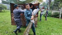 Merak eksotis itu kemudian dievakuasi menggunakan truk. Foto: Dok. Gakkum KLHK.