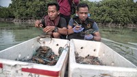 Taman Hutan Mangrove Pulau Pari dipilih sebagai tempat pelepasliaran karena merupakan habitat yang cocok untuk kepiting-kepiting tersebut. 