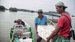 Pelepasan Ribuan Kepiting di Pulau Pari