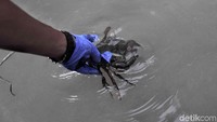 Satu per satu kepiting dilepas di Taman Hutan Mangrove Pulau Pari.