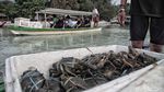 Pelepasan Ribuan Kepiting di Pulau Pari
