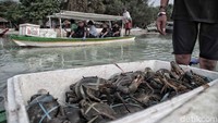 Kepiting-kepiting itu dikirim oleh M kepada DS dan W di Jakarta. Namun aksi penyelundupan itu berhasil digagalkan oleh petugas.