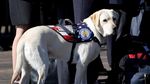 Ini Sully, Hachiko di Dunia Nyata Milik Mendiang Bush Senior