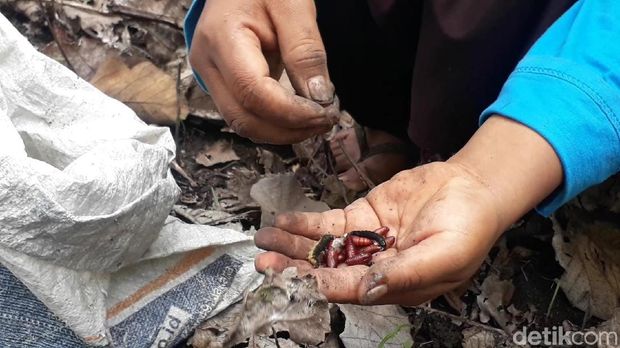 Ibu-ibu berburu enthung