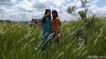 Foto: Padang Ilalang yang Viral Ini Diserbu Turis