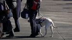 Ini Sully, Hachiko di Dunia Nyata Milik Mendiang Bush Senior