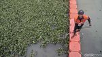 Eceng Gondok Ini Berguna untuk Atasi Sungai Kotor di Jakut