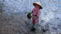 Mereka melakukan penanaman padi di lahan seluas 2 hektare yang berada di Kecamatan Ciparay, Kabupaten Bandung. 