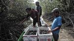 Pelepasan Ribuan Kepiting di Pulau Pari