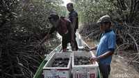 Di sekitar hutan mangrove itu kepiting sitaan dilepasliarkan.
