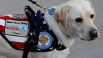 Ini Sully, Hachiko di Dunia Nyata Milik Mendiang Bush Senior