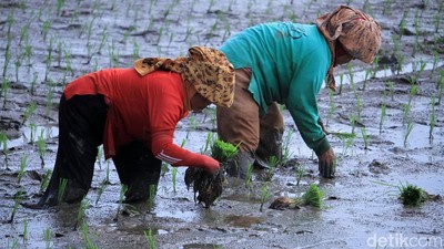 Melihat Proses Tanam Padi di Ciparay Bandung