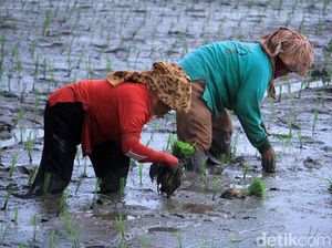 Melihat Proses Tanam Padi di Ciparay Bandung