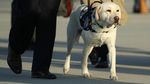 Ini Sully, Hachiko di Dunia Nyata Milik Mendiang Bush Senior