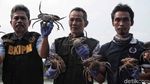 Pelepasan Ribuan Kepiting di Pulau Pari