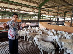 RI Ekspor 300 Domba Garut ke Uni Emirat Arab Senilai Rp 3 M