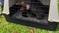 Selain merak ada juga binturong. Foto: Dok. Gakkum KLHK