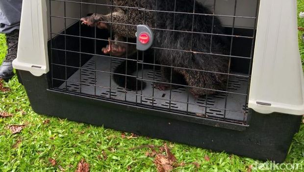 Hewan dilindungi lain juga ditemukan di sebuah vila di Bogor.