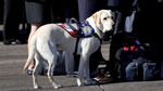 Ini Sully, Hachiko di Dunia Nyata Milik Mendiang Bush Senior